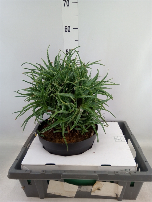 <h4>Aloe arborescens</h4>