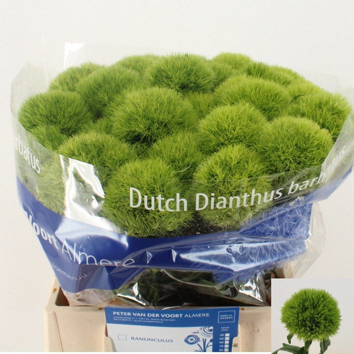 <h4>Di Barbatus Green Trick Peter van der Voort</h4>