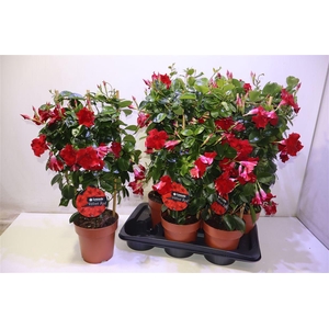 arr8 Mande Sun Velvet Red