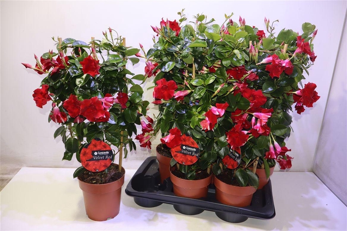 <h4>arr8 Mande Sun Velvet Red</h4>