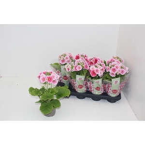 PRIM OB SWEETKIS ARW