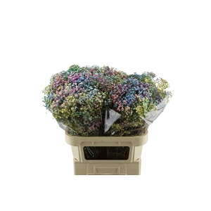 Gypsophila Xlence Geverfd