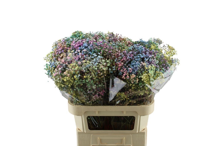 <h4>Gypsophila Xlence Geverfd</h4>