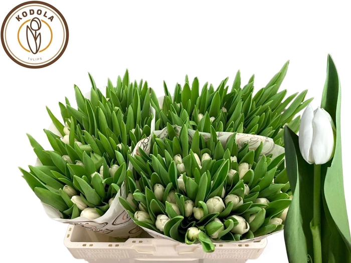 <h4>TU EN ROYAL VIRGIN</h4>