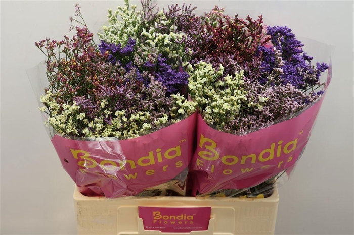 <h4>LIM SIN DIAMOND GEM</h4>