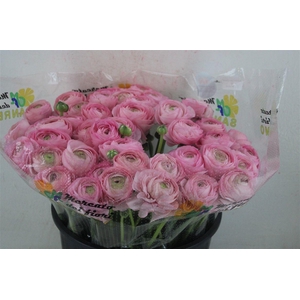 Ran Cloni Sup Rosado