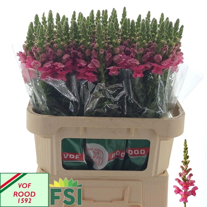 <h4>Antir Poto Rose</h4>