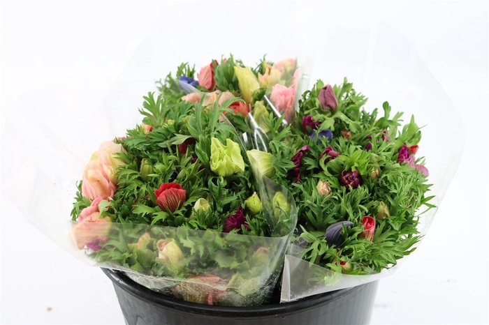 <h4>Anem Marianne Mix</h4>