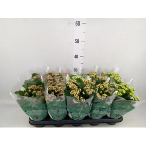 Kalanchoe blos. 'RosDon Collection'
