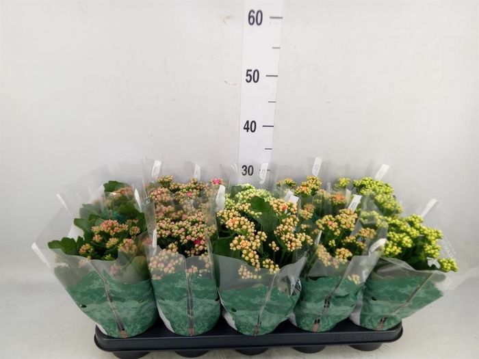 <h4>Kalanchoe blos. 'RosDon Collection'</h4>