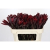 Leucadendron Saf Sunset Dark R.