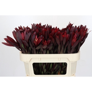 Leucadendron Saf Sunset Dark R.