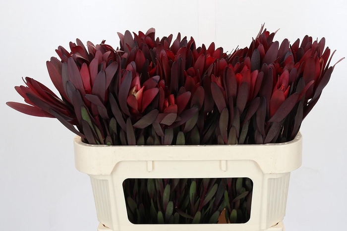<h4>Leucadendron Saf Sunset Dark R.</h4>