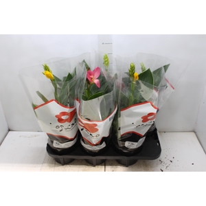 CANNA INDICA P15