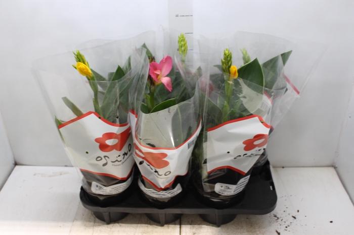 <h4>CANNA INDICA P15</h4>