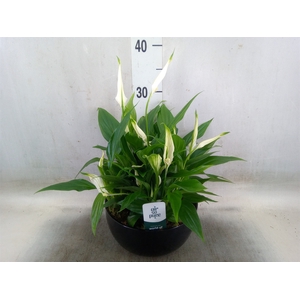 Spathiphyllum  'Pearl Cupido'
