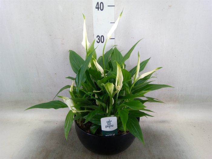 <h4>Spathiphyllum  'Pearl Cupido'</h4>