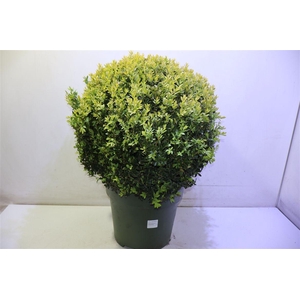 arr8 Buxu Sempervirens
