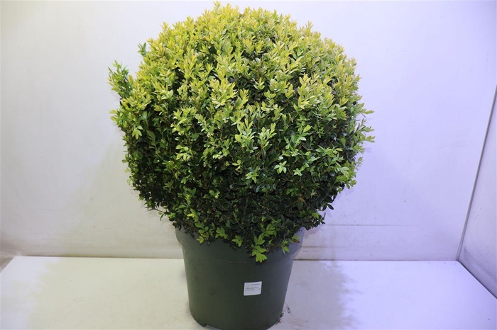 <h4>arr8 Buxu Sempervirens</h4>