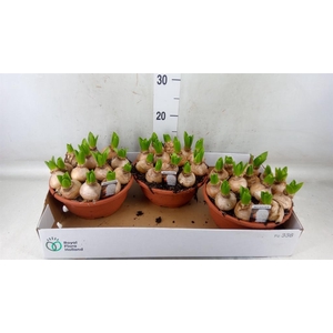 Hyacinthus orie. 'Pearl White'