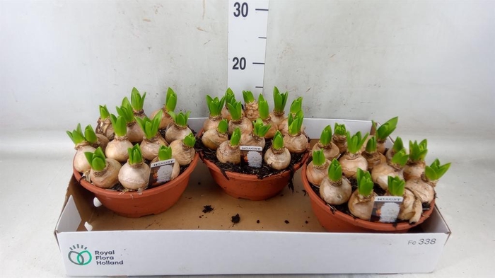 <h4>Hyacinthus orie. 'Pearl White'</h4>