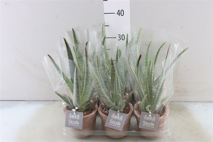 <h4>Aloe Vera Keramiek Terracotta</h4>