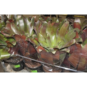 BROMELIA IMPERIAL P27 VERMELHO