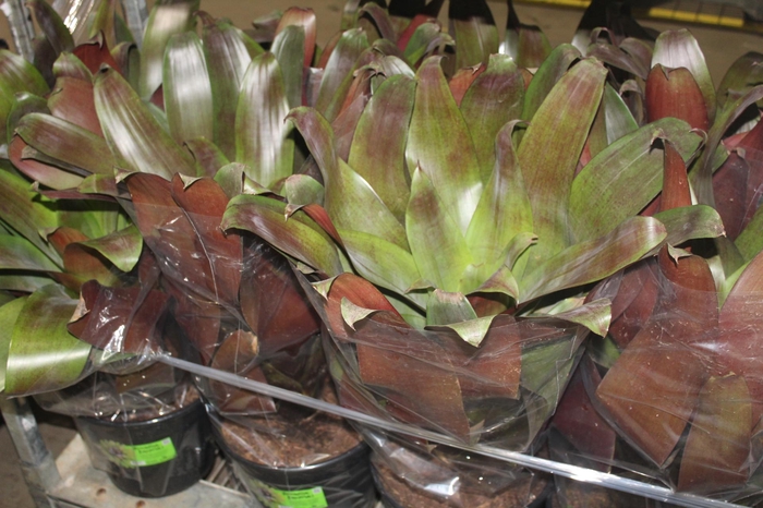 <h4>BROMELIA IMPERIAL P27 VERMELHO</h4>