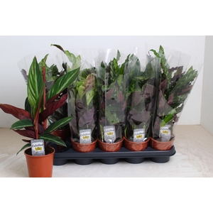 Calathea gemengd 4 soorten