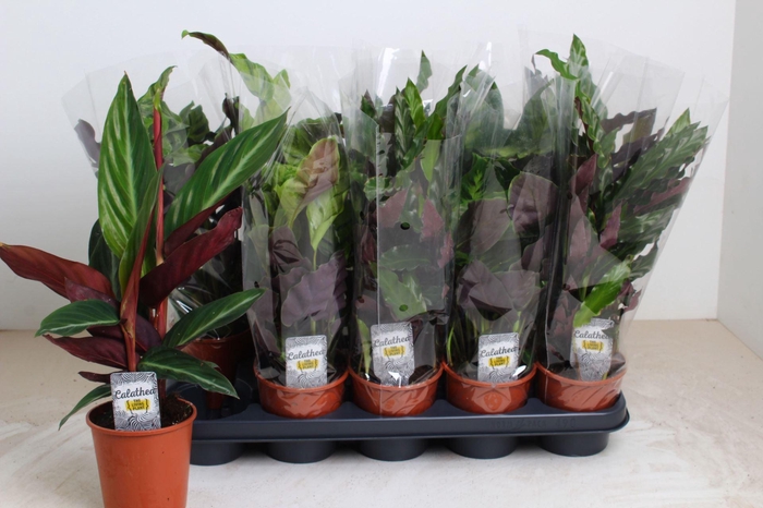 <h4>Calathea gemengd 4 soorten</h4>