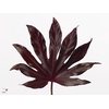 Aralia Rood Abs Opgetrokken