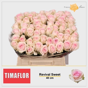 R GR REVIVAL SWEET