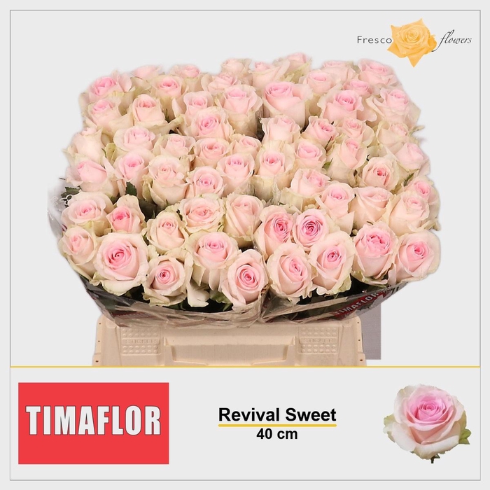 <h4>R GR REVIVAL SWEET</h4>