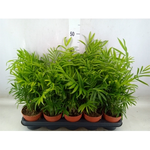 Chamaedorea elegans