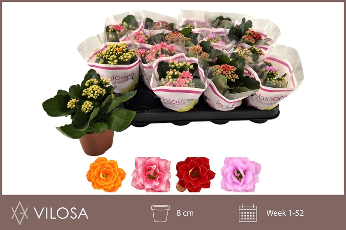 <h4>KAL GE GEM 4 KL</h4>