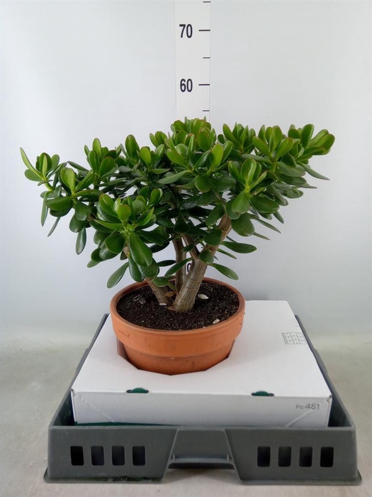 <h4>Crassula ovata</h4>