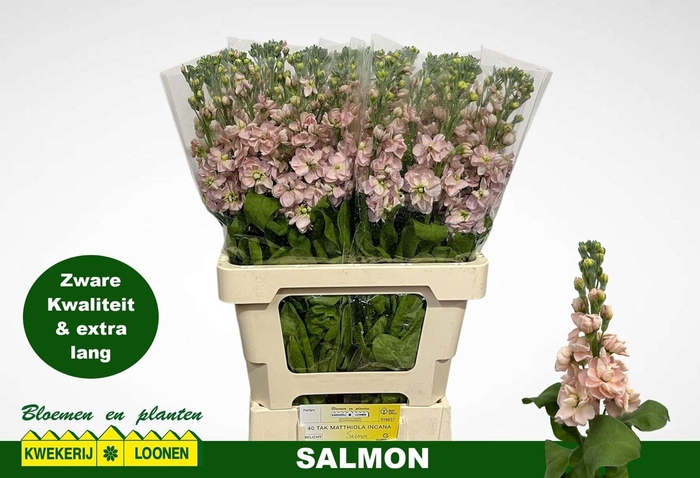 <h4>MATTH MILLA SALMON</h4>