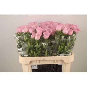 Campanula Med Pearl Pink