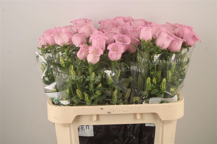 <h4>Campanula Med Pearl Pink</h4>