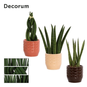 Sansevieria Cylindrica 6 cm Mix in Sanne (Nature Love-collection