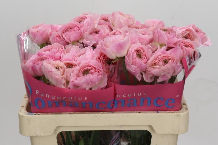 Ranunculus Romance Maritime