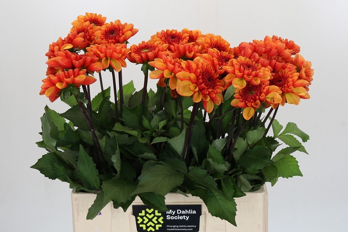 Dahlia American Sunset