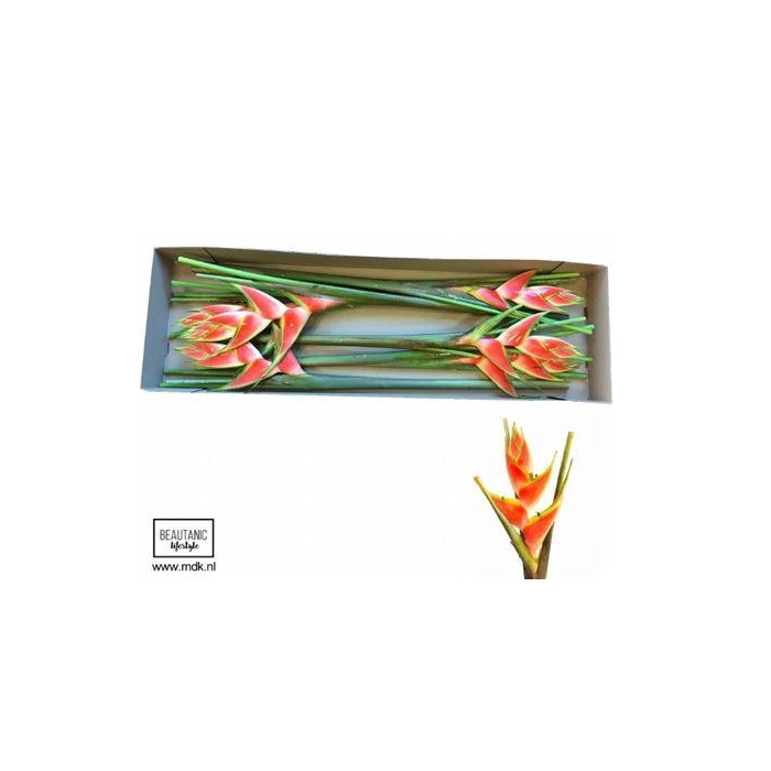 <h4>Helic Wa Red Jewel</h4>