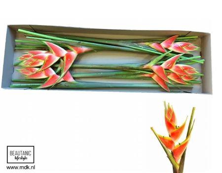 <h4>Helic Wa Red Jewel</h4>