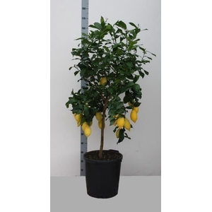 CITR MICROCARPA