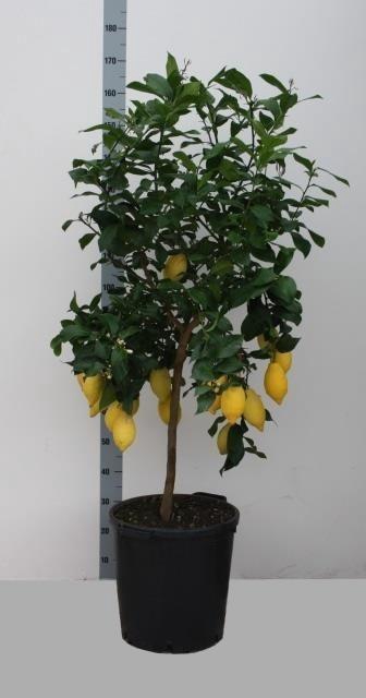 <h4>CITR MICROCARPA</h4>