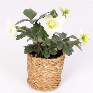 Helleborus n. Christmas Carol 7cm seagrass pot duurzaam