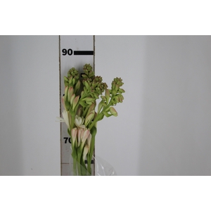 ANGELICA 090 CM