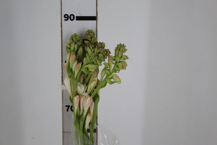 <h4>ANGELICA 090 CM</h4>