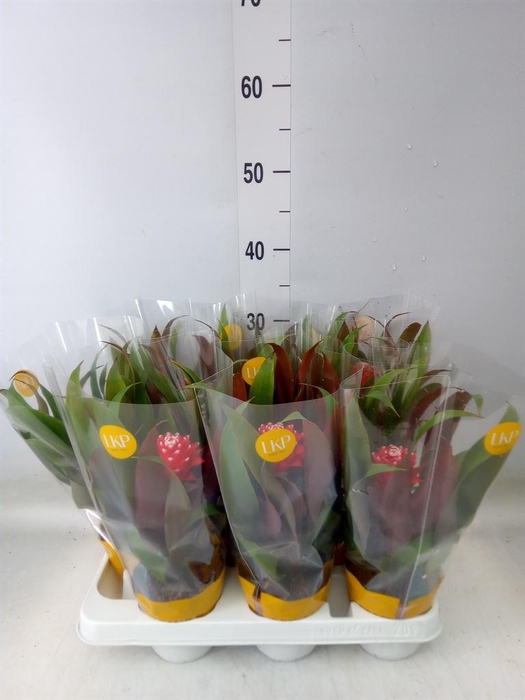 <h4>Guzmania  'Priscilla'</h4>